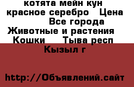 котята мейн кун, красное серебро › Цена ­ 30 - Все города Животные и растения » Кошки   . Тыва респ.,Кызыл г.